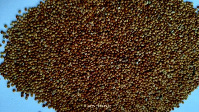 Просо мікс- фото № 1