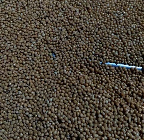 Продам насіння просо для пожнивних посівів- фото № 1