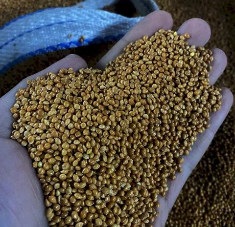 ПРОСО (семена) продадим- фото № 1