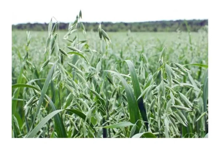 Продажа насіння овса Нептун, Світанок, Айворі- фото № 1