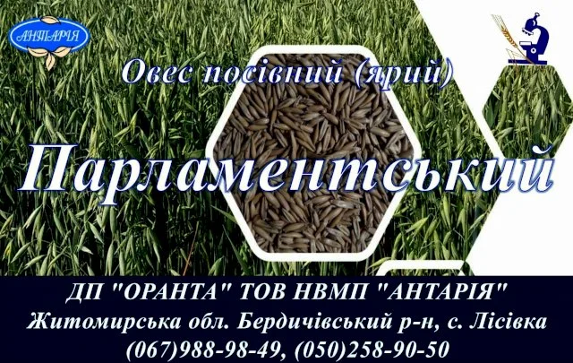 Насіння овса Парламентський для посіву- фото № 1