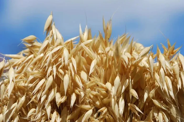 Насіння вівса сорту Нептун на продаж- фото № 1