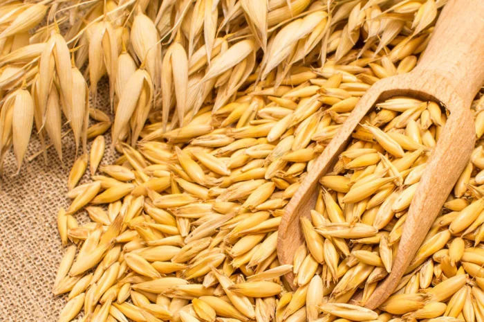 Овес товарний та на посів- фото № 1