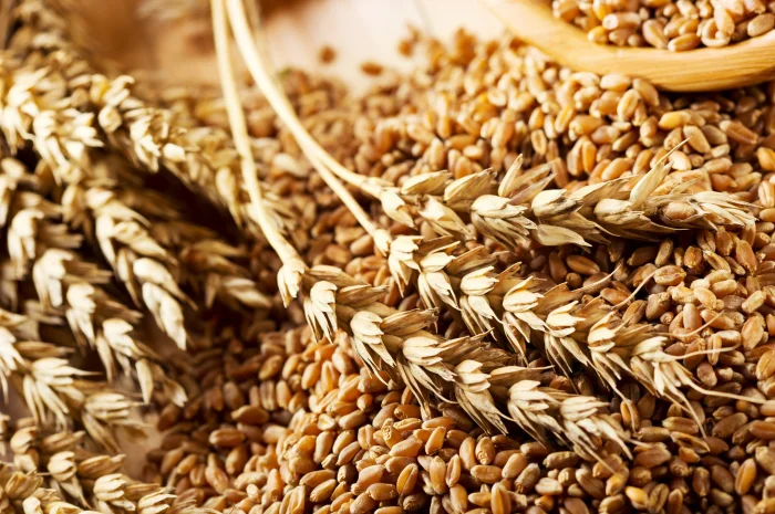 Куплю овес обсягом 1 тонна- фото № 1