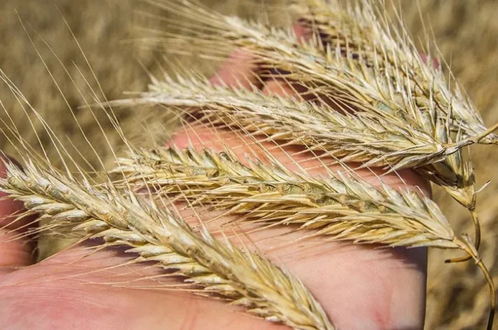 Жито посівне гібрид насіння- фото № 1