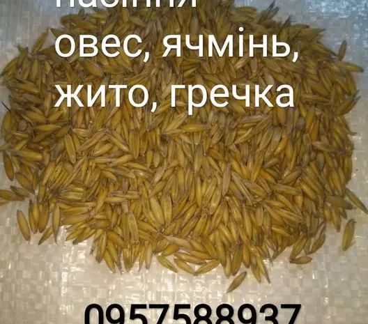 Овес посівний, Ячмінь ярий, Жито, Гречка, Вика- фото № 1
