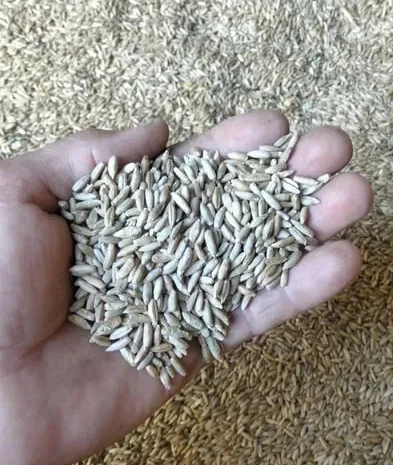 Жито непоганої якості .Цьогорічне 2025.- фото № 1