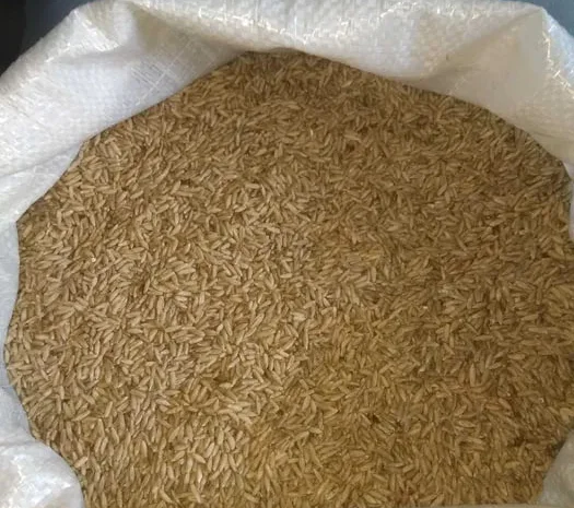 Жито озиме, насіння, зерно- фото № 1