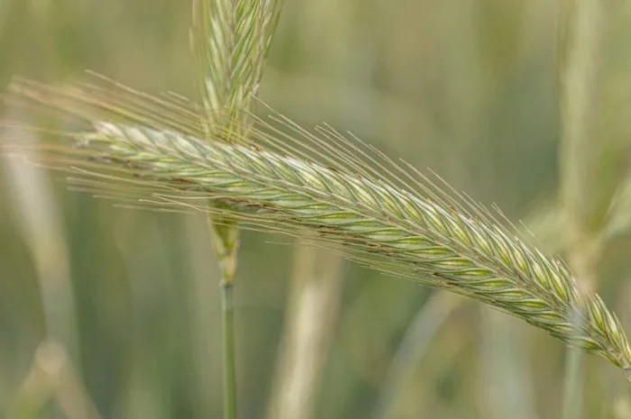 Жито КВС Тайо (1 млн насіння)- фото № 1