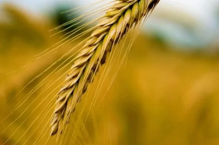 Жито КВС Боно (1 млн насіння)- фото № 1