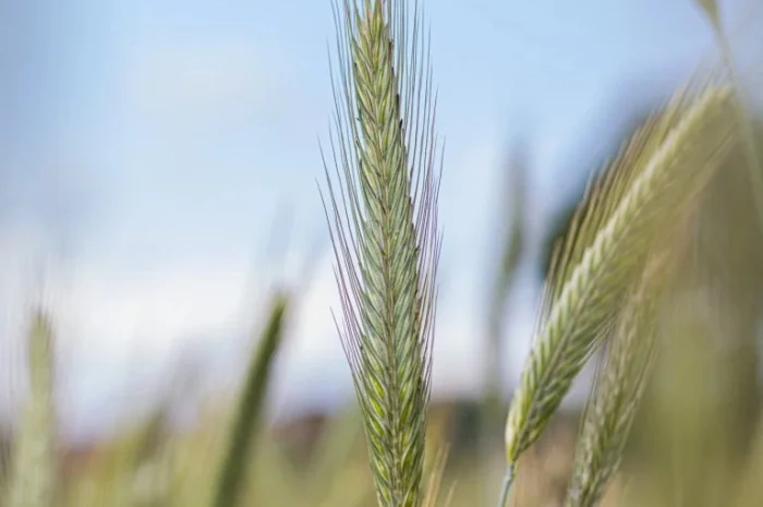 Жито Ігор - (1 млн насіння)- фото № 1