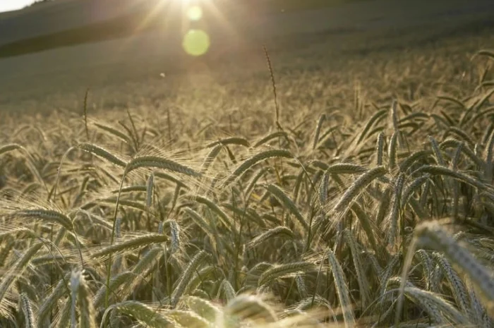 Жито КВС Требіано (1 млн насіння)- фото № 1