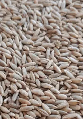 Жито урожай 2024 року 20 кг- фото № 1