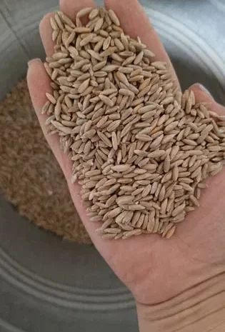 Жито не труєне 2025 року- фото № 1