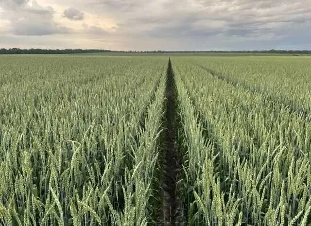 Насіння пшениці, тритикале, люпину та льону- фото № 1