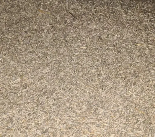 Продам овес. Тритикале. Урожай 2025 рік- фото № 1