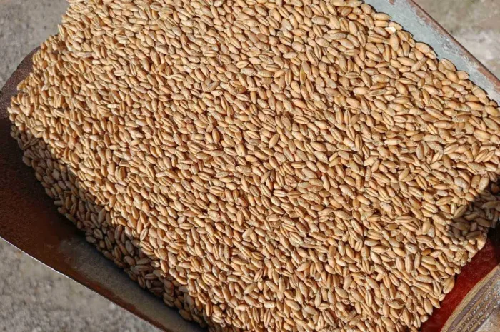 Продам тритікале, овес, пшеницю, ячмінь.- фото № 1