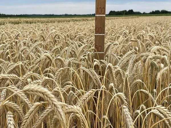 Семена тритикале дворучка Єгор- фото № 1