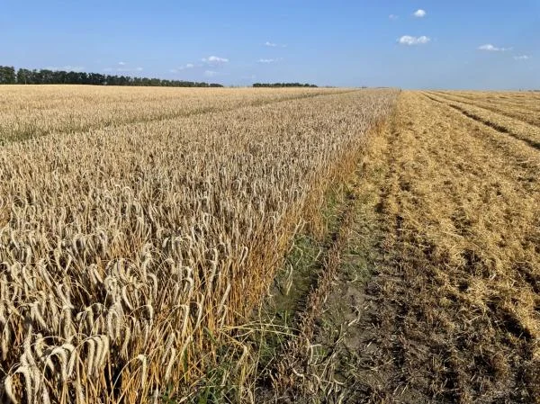 Семена тритикале озимого Тимофей, элита- фото № 1