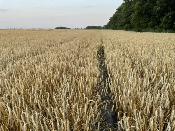 Семена тритикале озимой Пудик, еліта- фото № 1