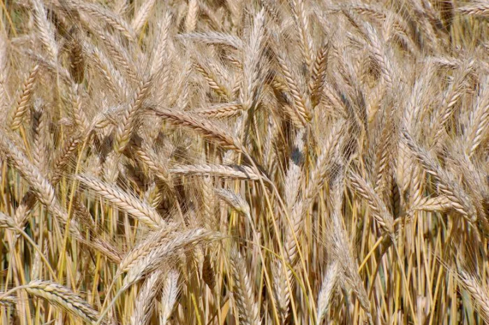 Семена озимого тритикале Щедрое Носовское- фото № 1