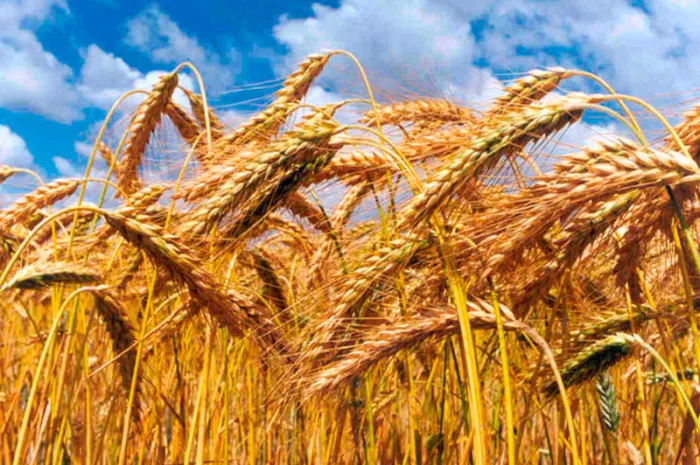 Семена озимого тритикале Славное, 1 репродукция- фото № 1