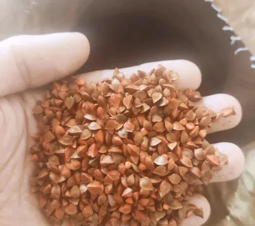 Насіння гречки FLORIDA, Еліта, канадський сорт- фото № 1