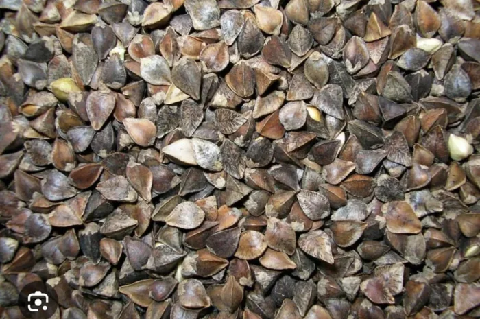 Продаж насіння гречки для фермерських господарств- фото № 1