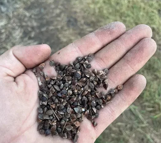 Продам насіння гречки для посіву- фото № 1
