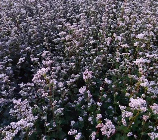 Продажа насіння гречки PENNY- фото № 1