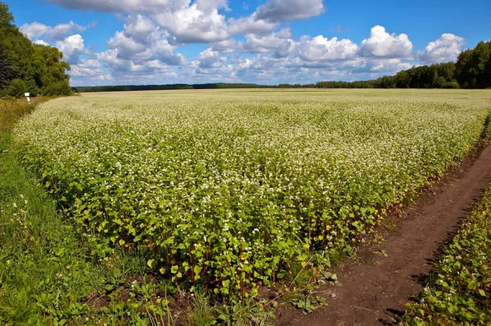 Продажа насіння гречки АРНО і PANNY- фото № 1