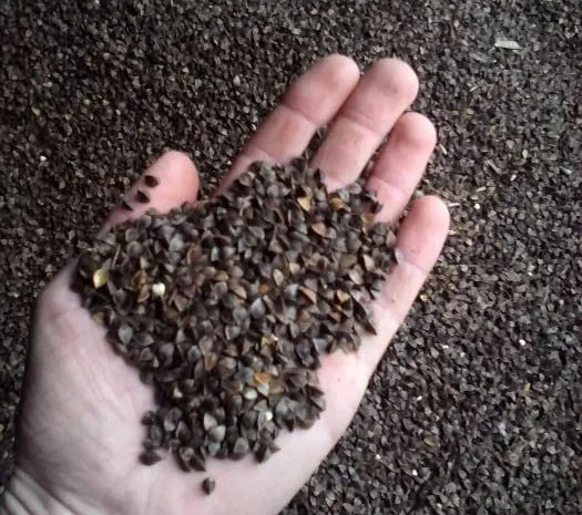 Насіння гречки 2022 року на продаж- фото № 1