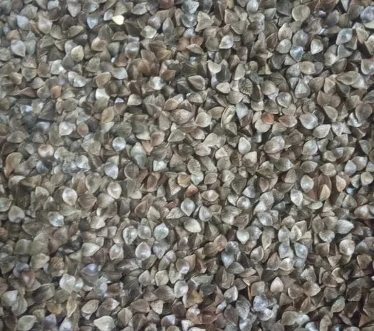 Продаю насіння гречки товарного якості- фото № 1