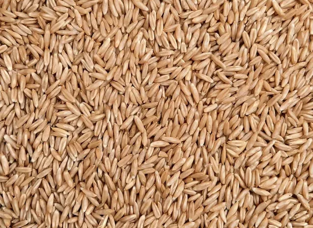 Продаж органічного овса голозерного 1 кг- фото № 1