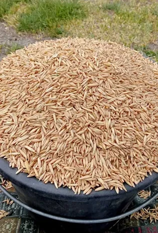 Продаж овса голозерного по вазі- фото № 1