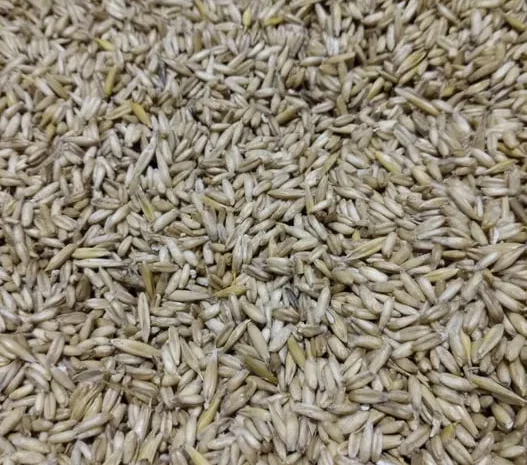 Продаж овса голозерного в Рожищі- фото № 1