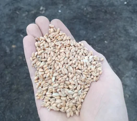 Продаж пшениці та овса голозерного- фото № 1