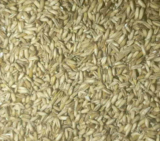 Куплю овес голозерний в Берестечко- фото № 1