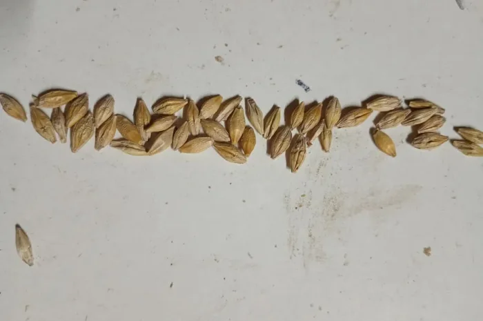 Продаю ячмень посевной второй репродукции- фото № 1