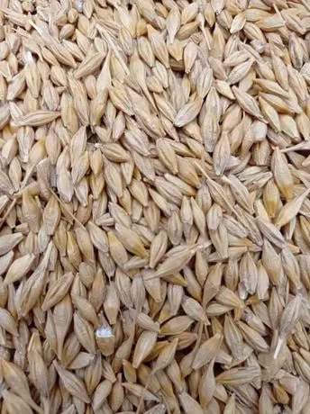 Ячмень ярий урожая 2022 на продажу- фото № 1