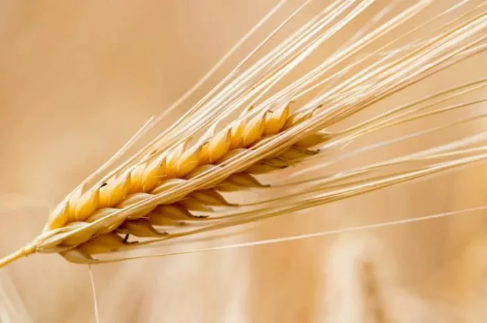 Продаж ярого ячменю- фото № 1