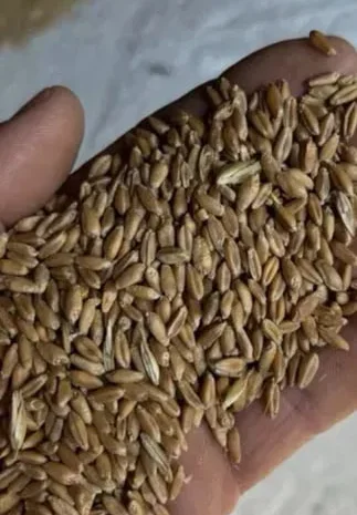 Продаж свіжого ячменю 2025 року- фото № 1