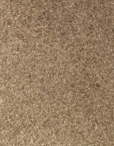 Продаю ячмень Себастьян посевной 1 репродукции- фото № 1