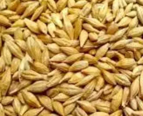 Продам ячмінь озимий та ярий- фото № 1