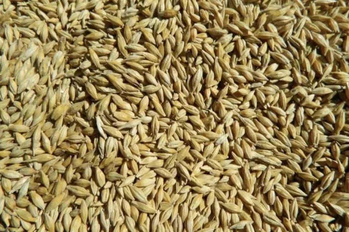 Продаж ячменю ярого, урожай 2025 року- фото № 1