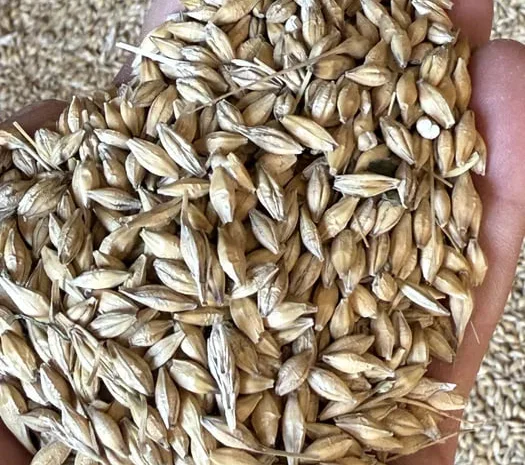 Продажа ячменя ярого свежего урожая- фото № 1