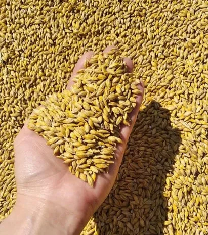 Продажа ячменя ярого- фото № 1