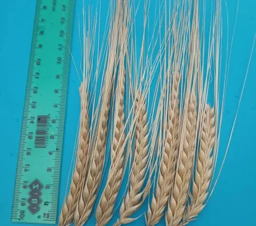 Продам ячмінь KWS Jessie для весняної сівби- фото № 1