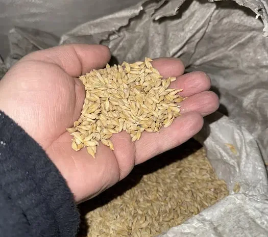 Ячмінь посівний Геліос першої репродукції- фото № 1