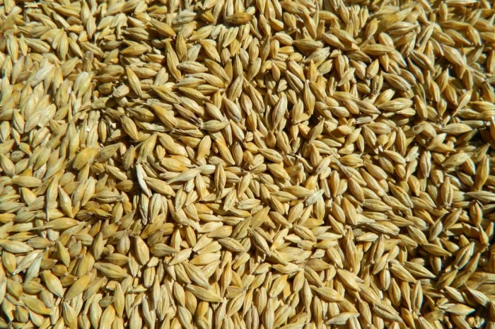 КАНАДСЬКИЙ ЯЧМІНЬ ПОСІВНИЙ НАСІННЯ- фото № 1